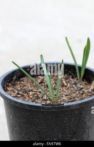 Muscari armeniacum o noto come Giacinto d'uva piantine che crescono in un nero vaso in plastica Foto Stock