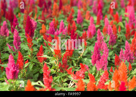 Fiori svolgere ruolo diversificato nella vita umana che rappresenta un significato univoco Foto Stock