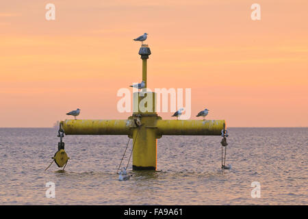 Gabbiani reali, Larus argentatus sul porto di sollevamento nella luce del mattino Foto Stock