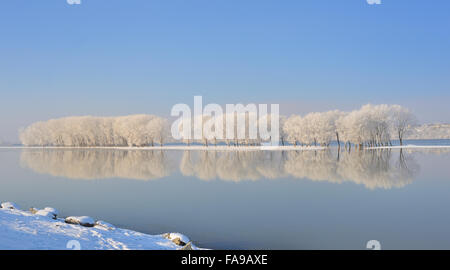 Inverno alberi coperto di brina sul fiume Danubio Foto Stock