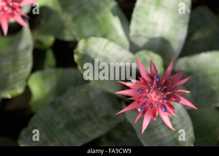 Fiori svolgere ruolo diversificato nella vita umana che rappresenta un significato univoco Foto Stock