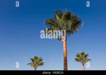 Le palme vicino alla spiaggia di Praia de santa eulalia, Albufeira Algarve Foto Stock