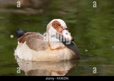 Oca egiziana, Nilgans, Nil-Gans, Alopochen aegyptiacus, UIE d'Egypte Foto Stock