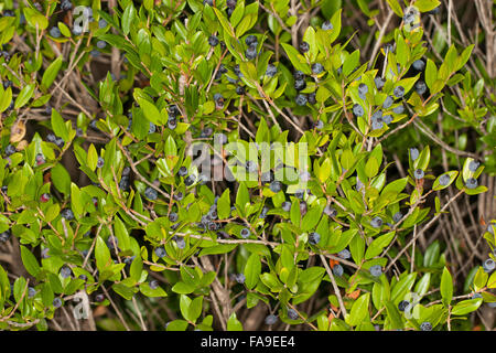 Comune di pianta di mirto, vero il mirto, frutta, Myrte, Echte Myrte, Brautmyrte, Gemeine Myrte, Frucht, Früchte, Myrtus communis Foto Stock
