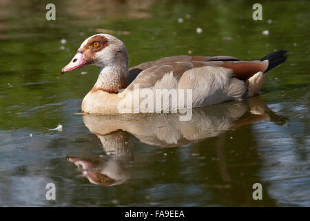 Oca egiziana, Nilgans, Nil-Gans, Alopochen aegyptiacus, UIE d'Egypte Foto Stock