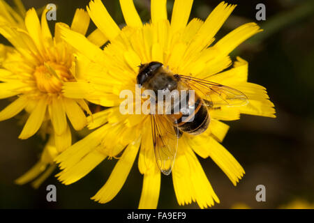 Drone fly, dronefly, femmina, Große Bienenschwebfliege, Bienen-Schwebfliege, Mistbiene, Schlammbiene, Weibchen, Eristalis tenax Foto Stock