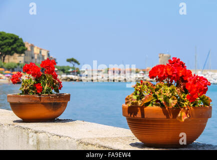 Decorativa dei vasi con fiori sul lungomare dell'Isola d'Elba. Marciana Marina, Italia Foto Stock