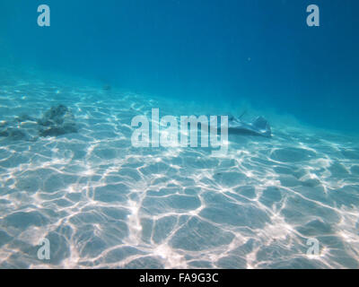 Curioso, friendly trigoni nella laguna di Moorea, Polinesia francese. Foto Stock