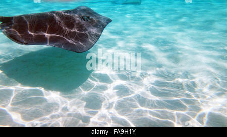 Curioso, friendly trigoni nella laguna di Moorea, Polinesia francese. Foto Stock