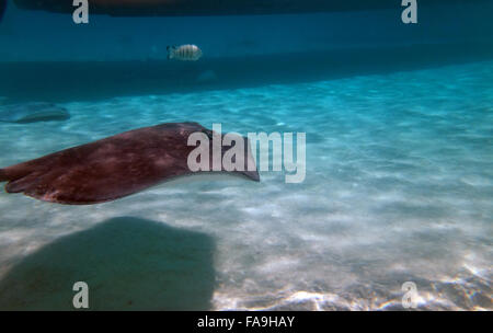 Curioso, friendly trigoni nella laguna di Moorea, Polinesia francese. Foto Stock