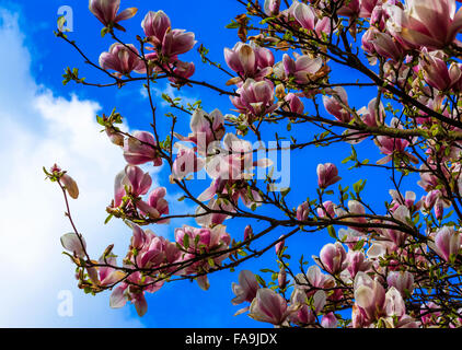 Magnolia blossom sul cielo blu in primavera Foto Stock