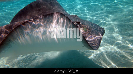 Curioso, friendly trigoni nella laguna di Moorea, Polinesia francese. Foto Stock