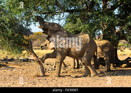 Deserto atto di elefanti in Aba-Huab lungo la valle del fiume Kunene, Regione, Namibia Foto Stock