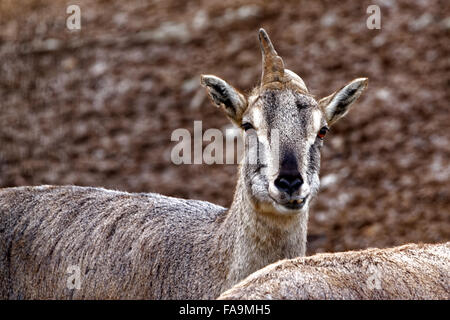 Bharal o Himalayan pecora blu o naur (Pseudo è nayaur) è un caprid trovati in alta Himalaya di India, Nepal, Bhutan, il Tibet. Foto Stock