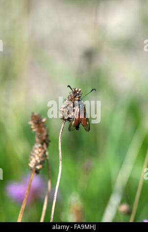 Indossato cinque-spot Burnett (falena Zygaena trifolii) su seedhead di piantaggine (Planzago sp.) Foto Stock