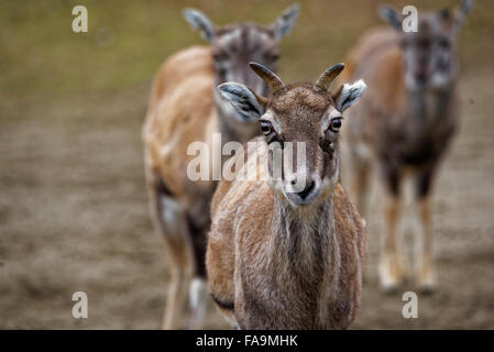 Bharal o Himalayan pecora blu o naur (Pseudo è nayaur) è un caprid trovati in alta Himalaya di India, Nepal, Bhutan, il Tibet. Foto Stock