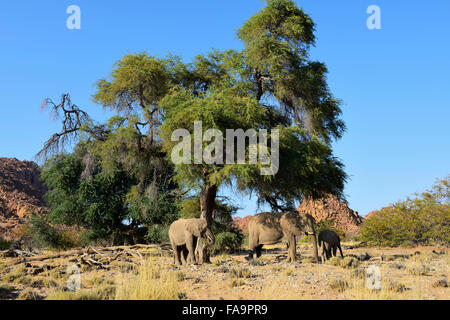 Deserto atto di elefanti in Aba-Huab lungo la valle del fiume Kunene, Regione, Namibia Foto Stock