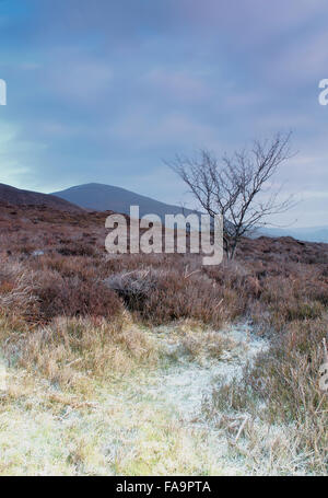Lantysilio mountain e lone tree su un inverni di mattina Foto Stock