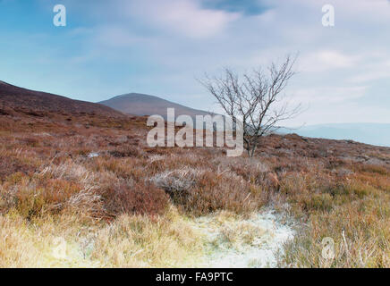 Lantysilio mountain e lone tree su un inverni di mattina Foto Stock