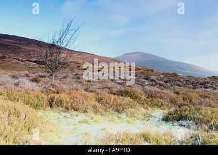 Lantysilio mountain e lone tree su un inverni di mattina Foto Stock