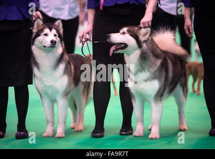 Il Crufts dog show al NEC di Birmingham - Siberian Husky cani in mostra nella Breeders Cup sezione UK 2015 Foto Stock