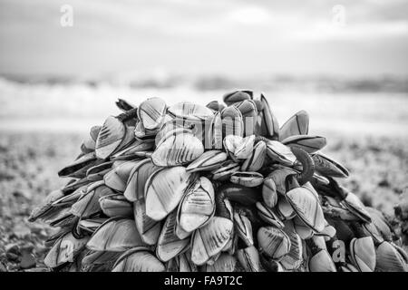 Cluster di cozze lavate fino sulla spiaggia Foto Stock