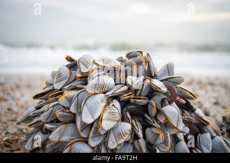 Cluster di cozze lavate fino sulla spiaggia Foto Stock