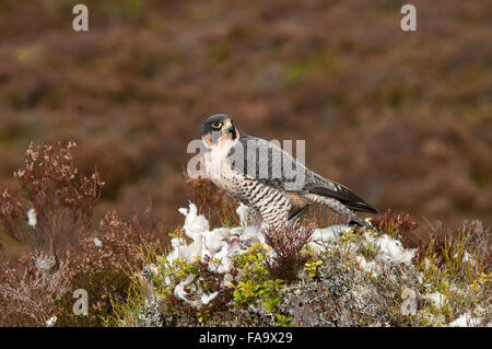 Il falco pellegrino. ( Falco peregrinus.) con kill. Foto Stock