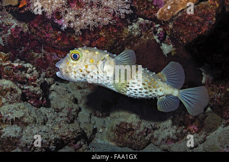 Spotbase burrfish, Cyclichthys spilostylus, sulla barriera corallina, Mar Rosso, Egitto Foto Stock