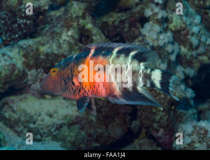 Red-breasted wrasse, Cheilinus fasciatus, nuoto sulla barriera corallina a Hamata, Mar Rosso, Egitto Foto Stock