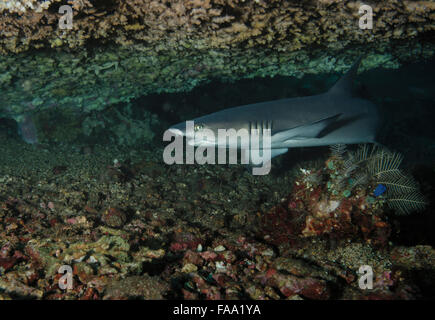 Il novellame di squali pinna bianca, Triaenodon obesus, sotto il tavolo in corallo Tulamben, Bali, Indonesia Foto Stock