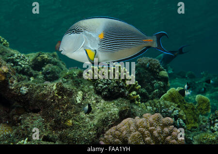 Sohal, surgeonfish Acanthurus sohal, nuoto sulla barriera corallina, Marsa Alam, Egitto Foto Stock