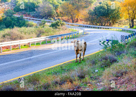 Mucca riesce a tenere dietro la mandria va sulla strada asfaltata Foto Stock