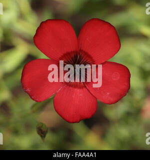 Fioritura di lino rosso o lino (Linum grandiflorum var 'Rubrum"), un giardino cultivar. Foto Stock