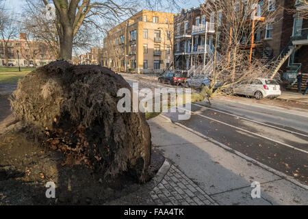 Montreal, Canada. 24 dicembre, 2015. un albero cade su una strada su una vettura come un risultato di forte vento laurier street in Montreal. Credito: marc bruxelle/alamy live news Foto Stock