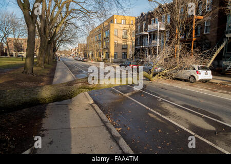 Montreal, Canada. 24 dicembre, 2015. un albero cade su una strada su una vettura come un risultato di forte vento laurier street in Montreal. Credito: marc bruxelle/alamy live news Foto Stock