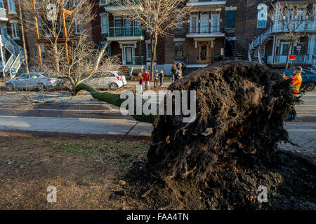 Montreal, Canada. 24 dicembre, 2015. un albero cade su una strada su una vettura come un risultato di forte vento laurier street in Montreal. Credito: marc bruxelle/alamy live news Foto Stock