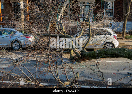 Montreal, Canada. 24 dicembre, 2015. un albero cade su una strada su una vettura come un risultato di forte vento laurier street in Montreal. Credito: marc bruxelle/alamy live news Foto Stock