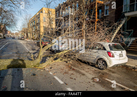 Montreal, Canada. 24 dicembre, 2015. un albero cade su una strada su una vettura come un risultato di forte vento laurier street in Montreal. Credito: marc bruxelle/alamy live news Foto Stock