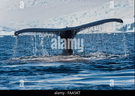 Humpback Whale (Megaptera novaeangliae), fluking nella parte anteriore del ghiacciaio e le montagne. Penisola antartica. Foto Stock