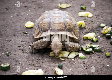 African spronato tartaruga (Centrochelys sulcata) Foto Stock