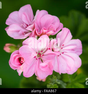 Bellissimo fiore hawaiano Foto Stock