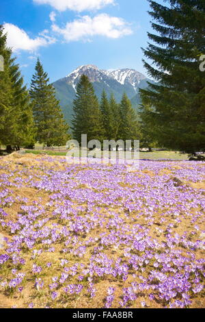 Crochi a valle Chocholowska, Monti Tatra, Polonia Foto Stock