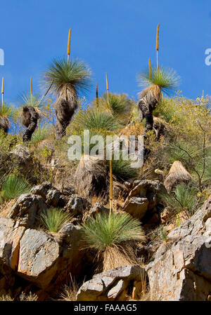South Australian bushland inclusi più 'blackboy' piante della 'xanthorrhoea' genere, mid-inverno. piante australiane, nativi australiani Foto Stock