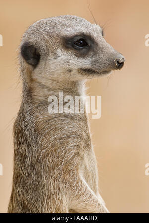 Meerkat close-up Foto Stock