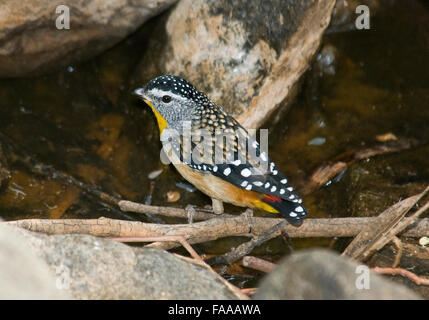 Avvistato pardalote 'pardalotus punctatus' Foto Stock