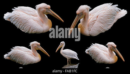 Pellicano floating isolati su sfondo nero Foto Stock