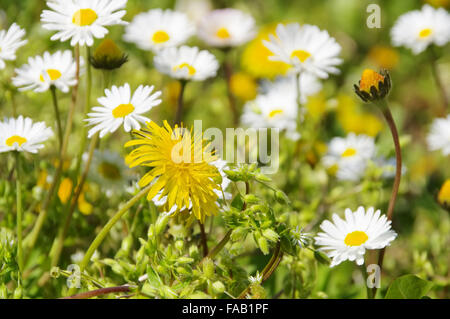 Loewenzahn und Gaensebluemchen - tarassaco e daisy 08 Foto Stock