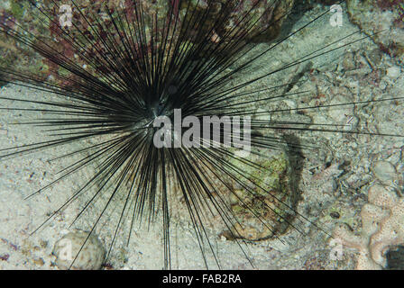 Long-spined ricci di mare, Diadema paucispinum, Diadematidae., Sharm el Sheikh, Mar Rosso, Egitto Foto Stock