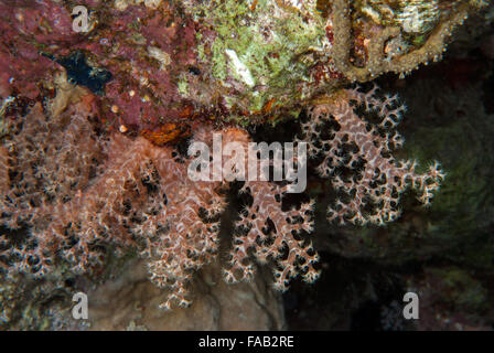 Albero di fiori di corallo, Scleronephtya sp., Alcyonacea, Nephteidae, Sharm el Sheikh, Mar Rosso, Egitto Foto Stock